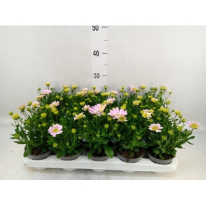 Osteospermum  '3D Pink'