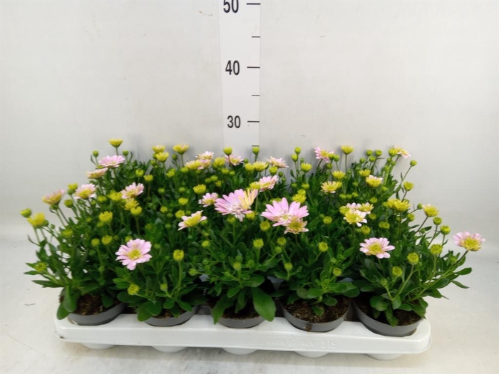 <h4>Osteospermum  '3D Pink'</h4>