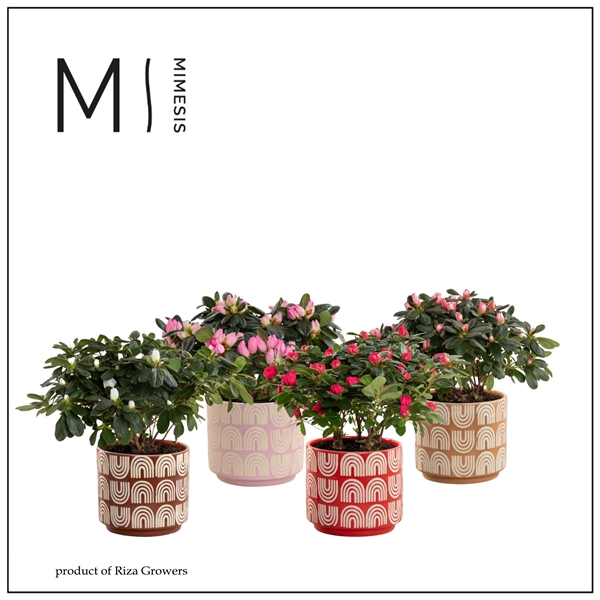 <h4>Rhododendron Simsii Grp gemengd 3 soorten</h4>