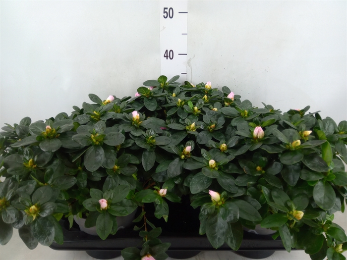 <h4>Rhododendron sim. 'Terra Nova'</h4>