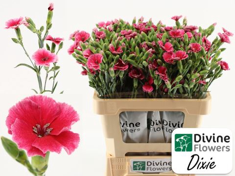 <h4>Dianthus TR 'Solomio Dixie'</h4>