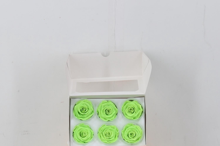 <h4>Rosa Preserved Neon Envy</h4>