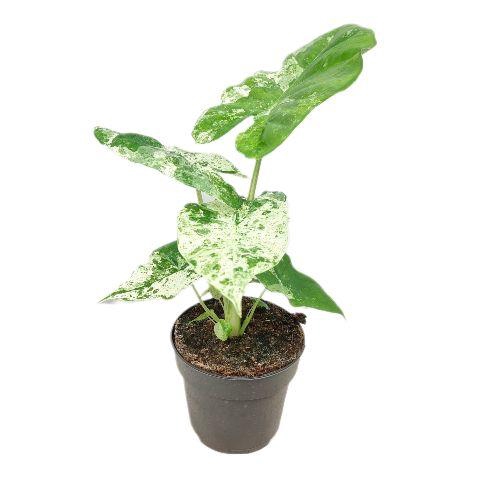 <h4>Alocasia Macrorrhiza Albo Variegata 14cm - PS</h4>