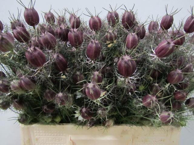 <h4>Nigella pb damascena (zaaddoos)</h4>