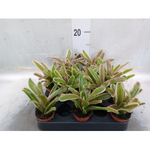 Nidularium  'Fire Ball Striped'