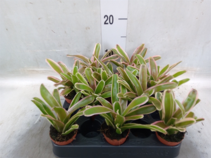 <h4>Nidularium  'Fire Ball Striped'</h4>