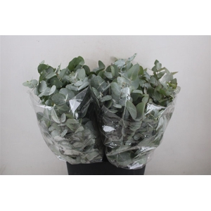 Euca Cinerea Short 150gr P Bunch