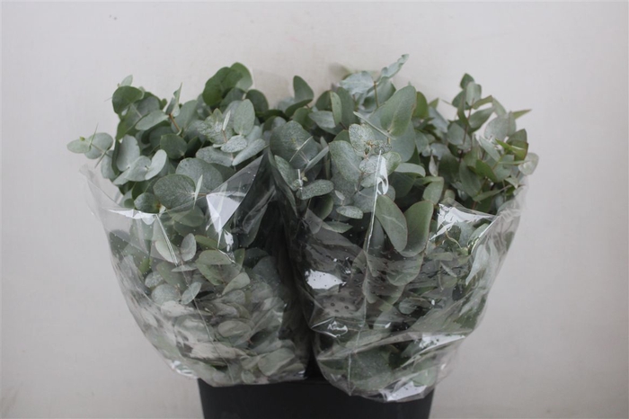 <h4>Euca Cinerea Short 150gr P Bunch</h4>