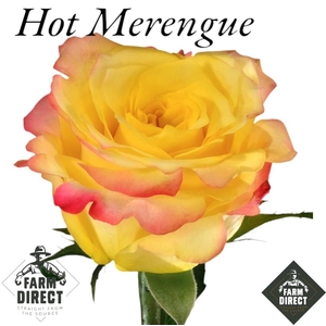 R GR HOT MERENGUE