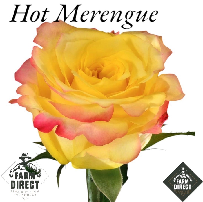 <h4>R GR HOT MERENGUE</h4>