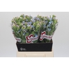 Oxypetalum Tweedia Blue