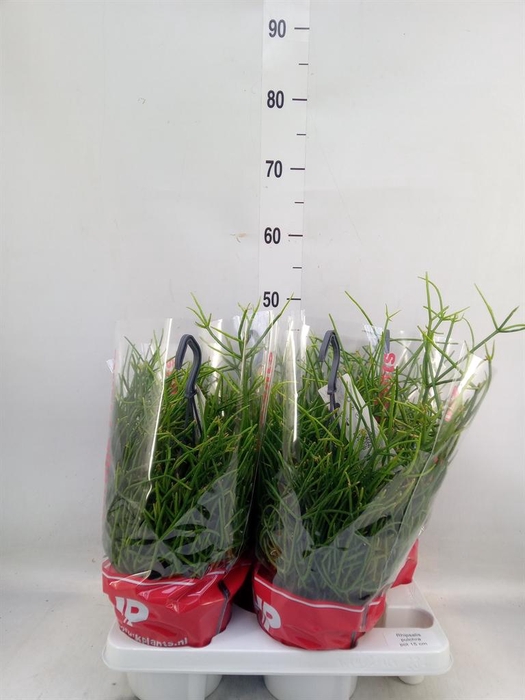 <h4>Rhipsalis pulchra</h4>