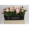 Paeonia Florence Nicholls