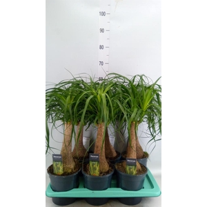 Beaucarnea recurvata