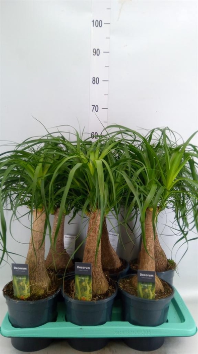 <h4>Beaucarnea recurvata</h4>