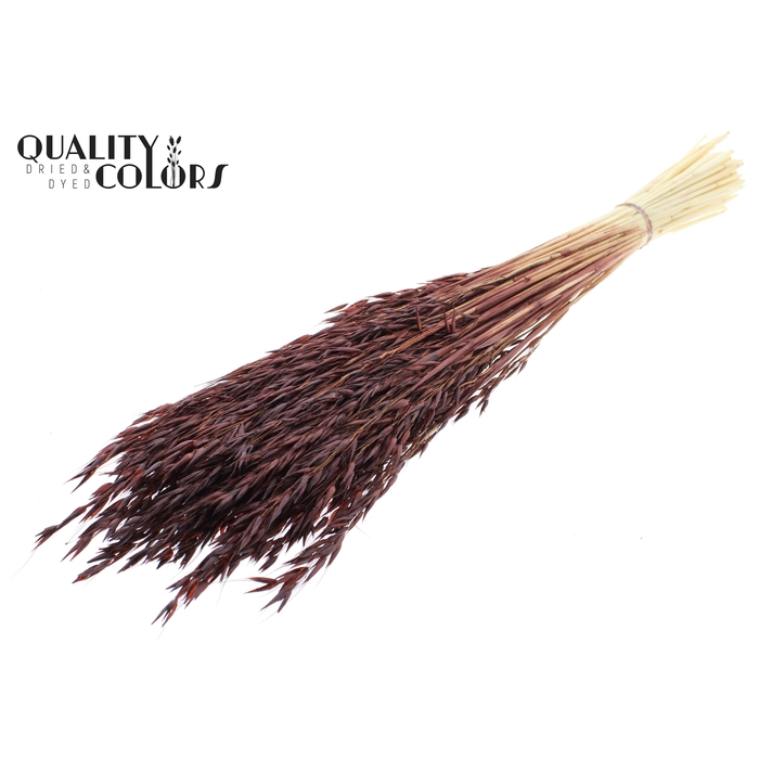 <h4>Avena per bunch Bleached Brown</h4>