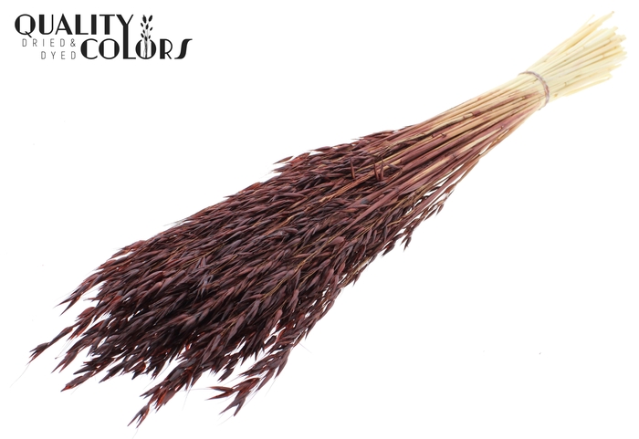 Avena per bunch Bleached Brown