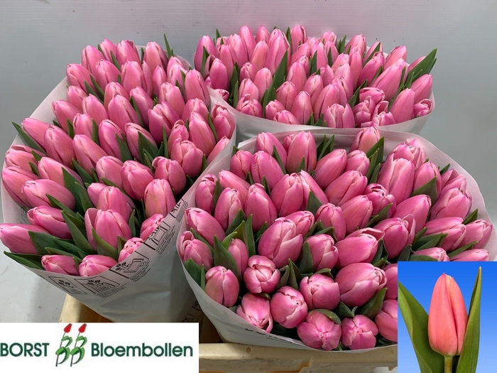 <h4>TU EN MILKSHAKE</h4>