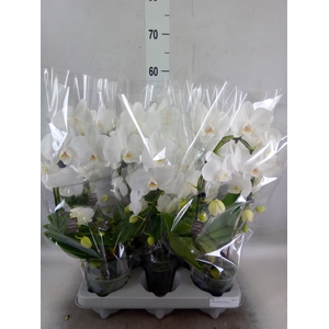 Phalaenopsis   ...white