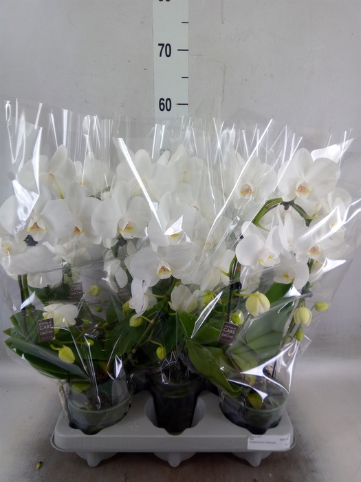 <h4>Phalaenopsis   ...white</h4>