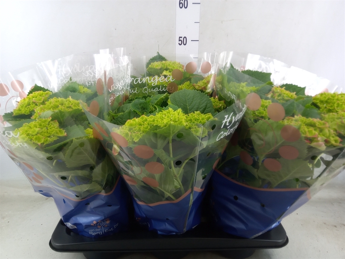 <h4>Hydrangea mac. 'Hi Fire'</h4>
