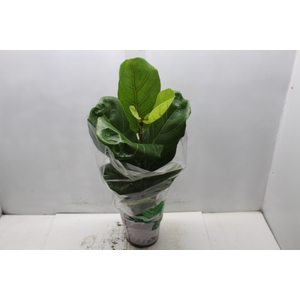 FICUS LYRATA P17