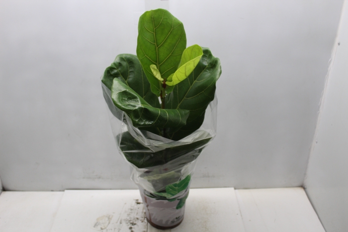 <h4>FICUS LYRATA P17</h4>