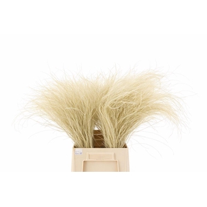 Dried Stypha Penata Nat Bunch 75-100gr