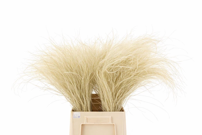 Dried Stypha Penata Nat Bunch 75-100gr