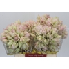 Blushing Bride 4/6 Flowers