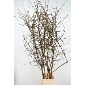 CHAENOMELES APPLE BLOSSOM 200CM
