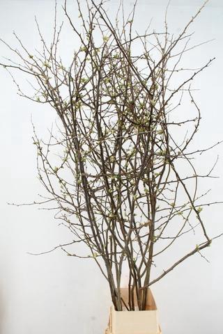 <h4>CHAENOMELES APPLE BLOSSOM 200CM</h4>