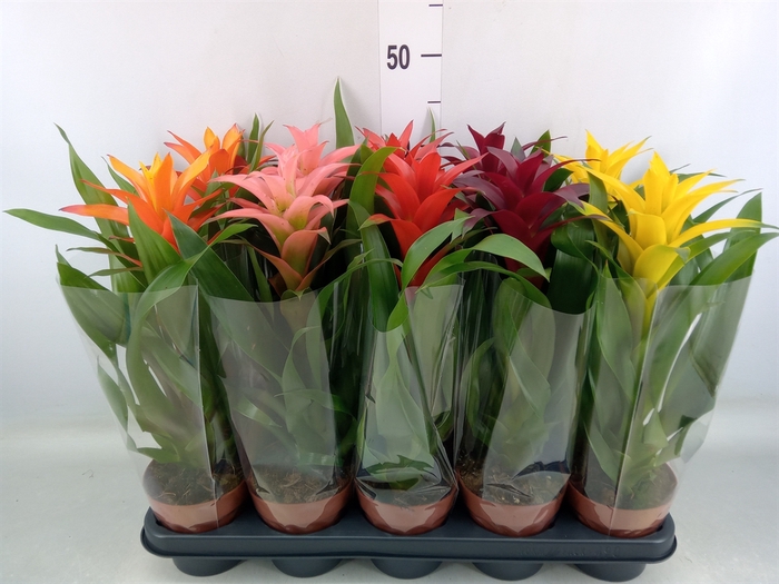 <h4>Guzmania   ...mix</h4>