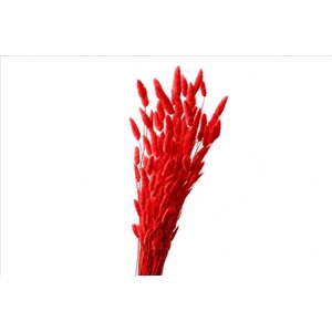 Dried Bleached Lagurus Red 100gr