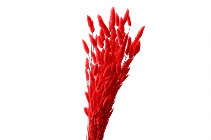 <h4>Dried Bleached Lagurus Red 100gr</h4>