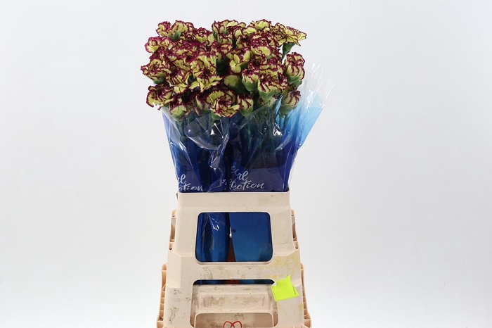 <h4>Di St Extravaganza hi</h4>