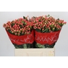 Hypericum Sweet Romance