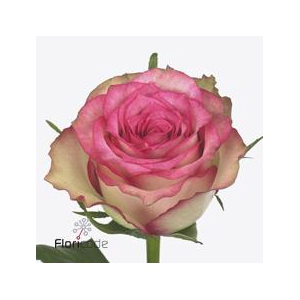 Rosa large monique