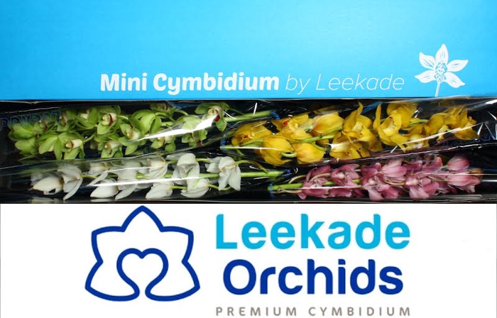 <h4>Cymbidium Mini Mix X4 614 Leekade</h4>