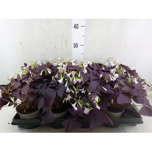 Oxalis trian. 'Mijke'