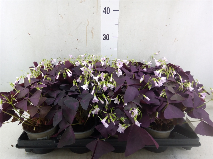 <h4>Oxalis trian. 'Mijke'</h4>