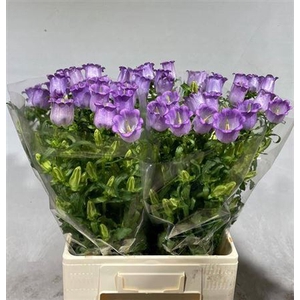 Camp M Champion Lavendel