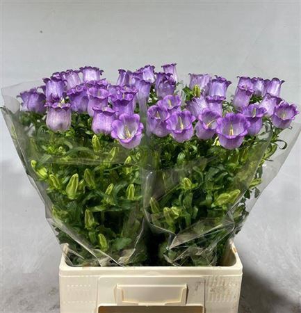 <h4>Camp M Champion Lavendel</h4>