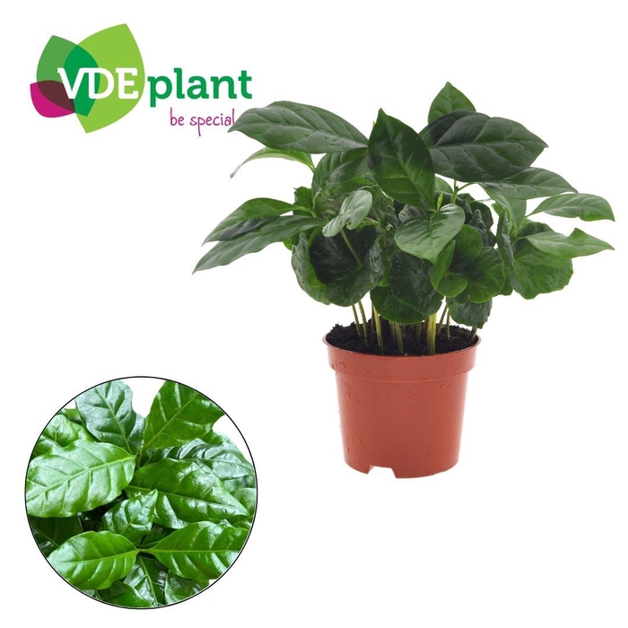 <h4>Coffea arabica 9cm</h4>