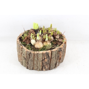 arr4 Bollenmix PL - Boomschors rond