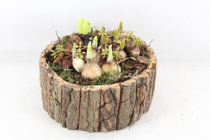 <h4>arr4 Bollenmix PL - Boomschors rond</h4>