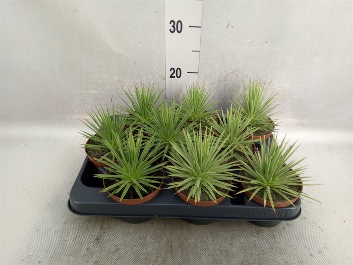 <h4>Agave stricta 'Nana'</h4>