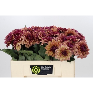 Dahlia Creme de Cognac