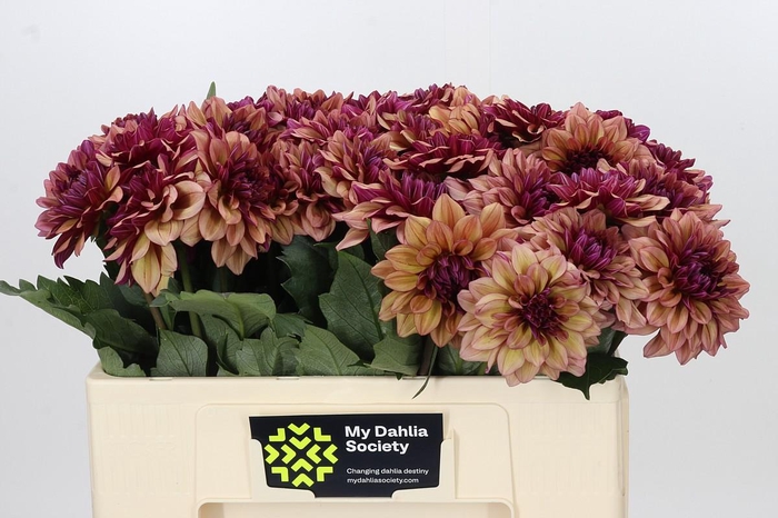 <h4>Dahlia Creme de Cognac</h4>