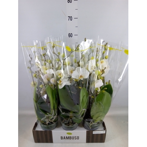 Phalaenopsis   ...white